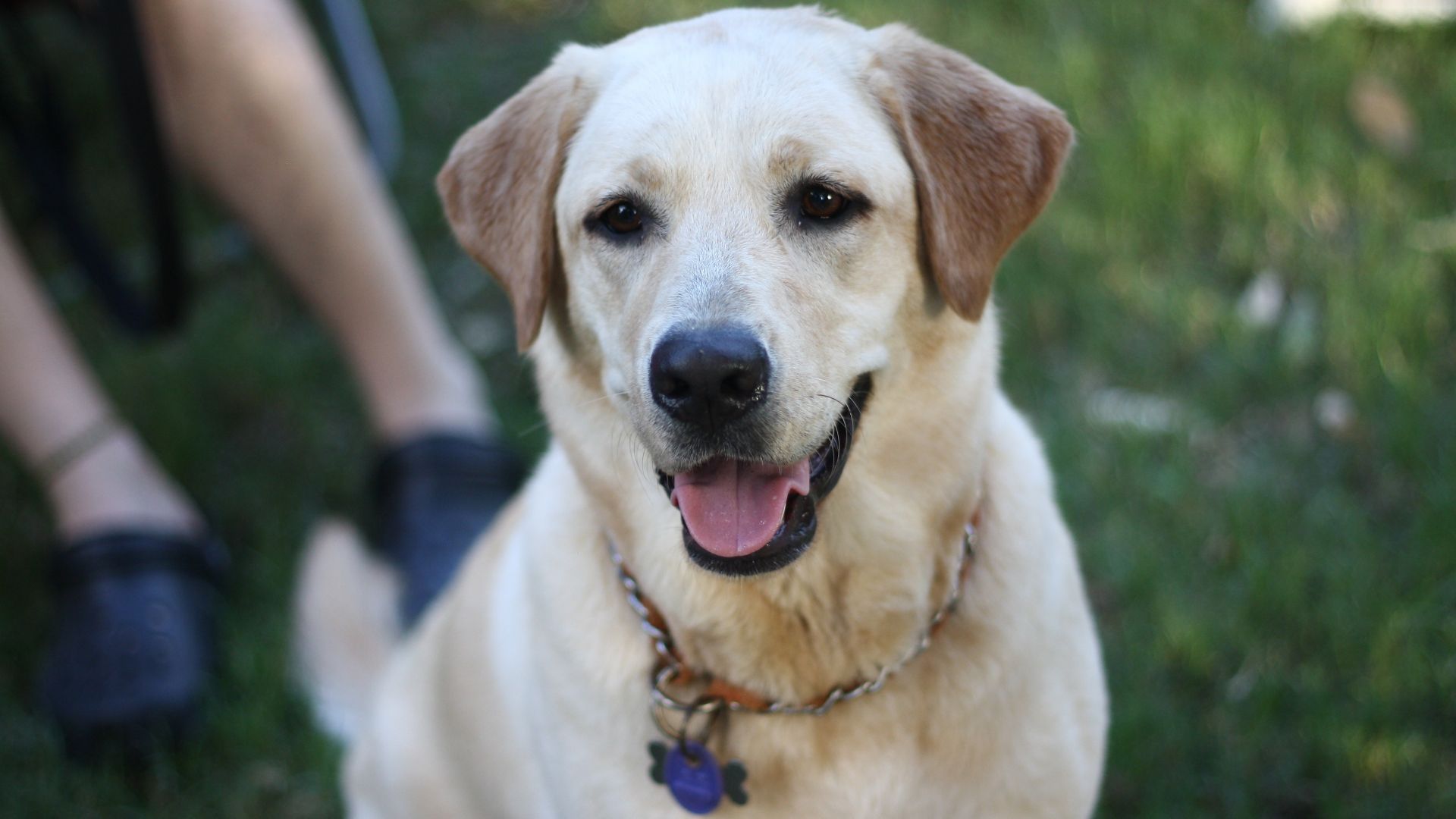 Wallpaper Labrador dog muzzle, pet animal
