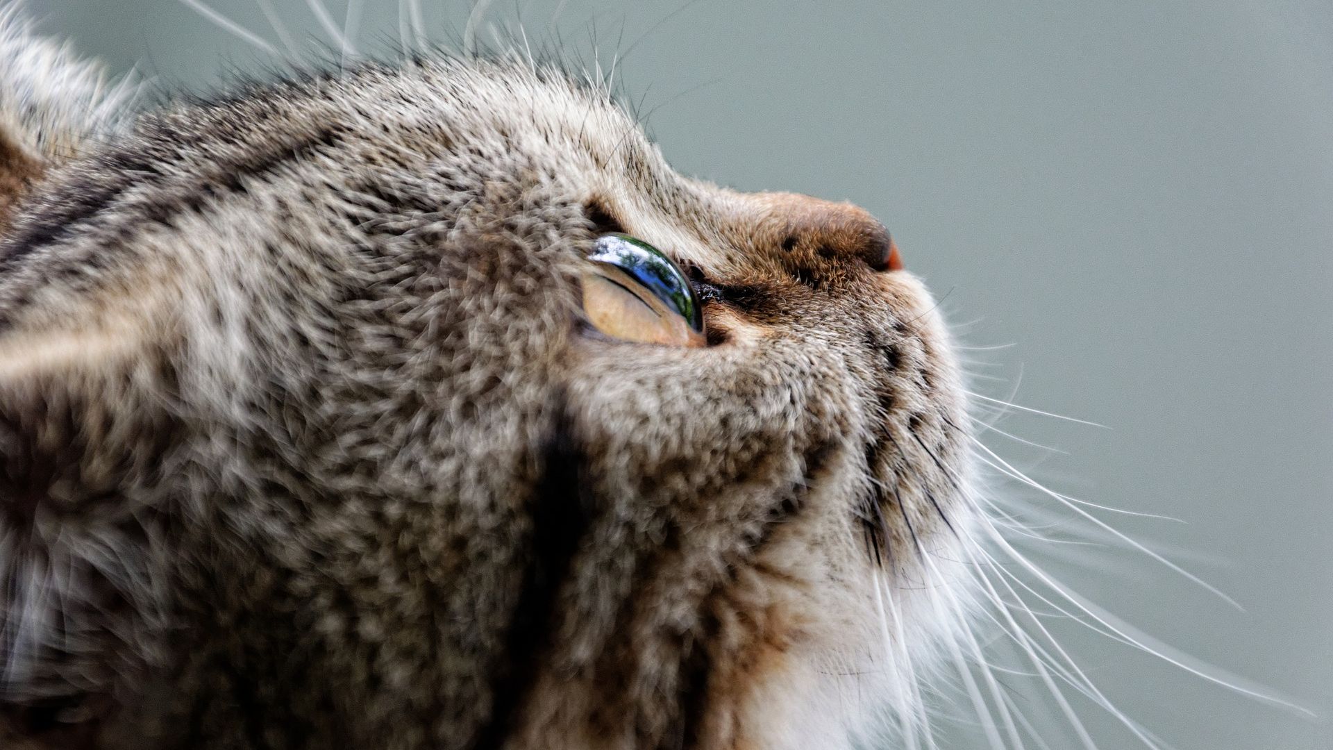 Wallpaper Cat, animal, looking up, eyes, fur, muzzle