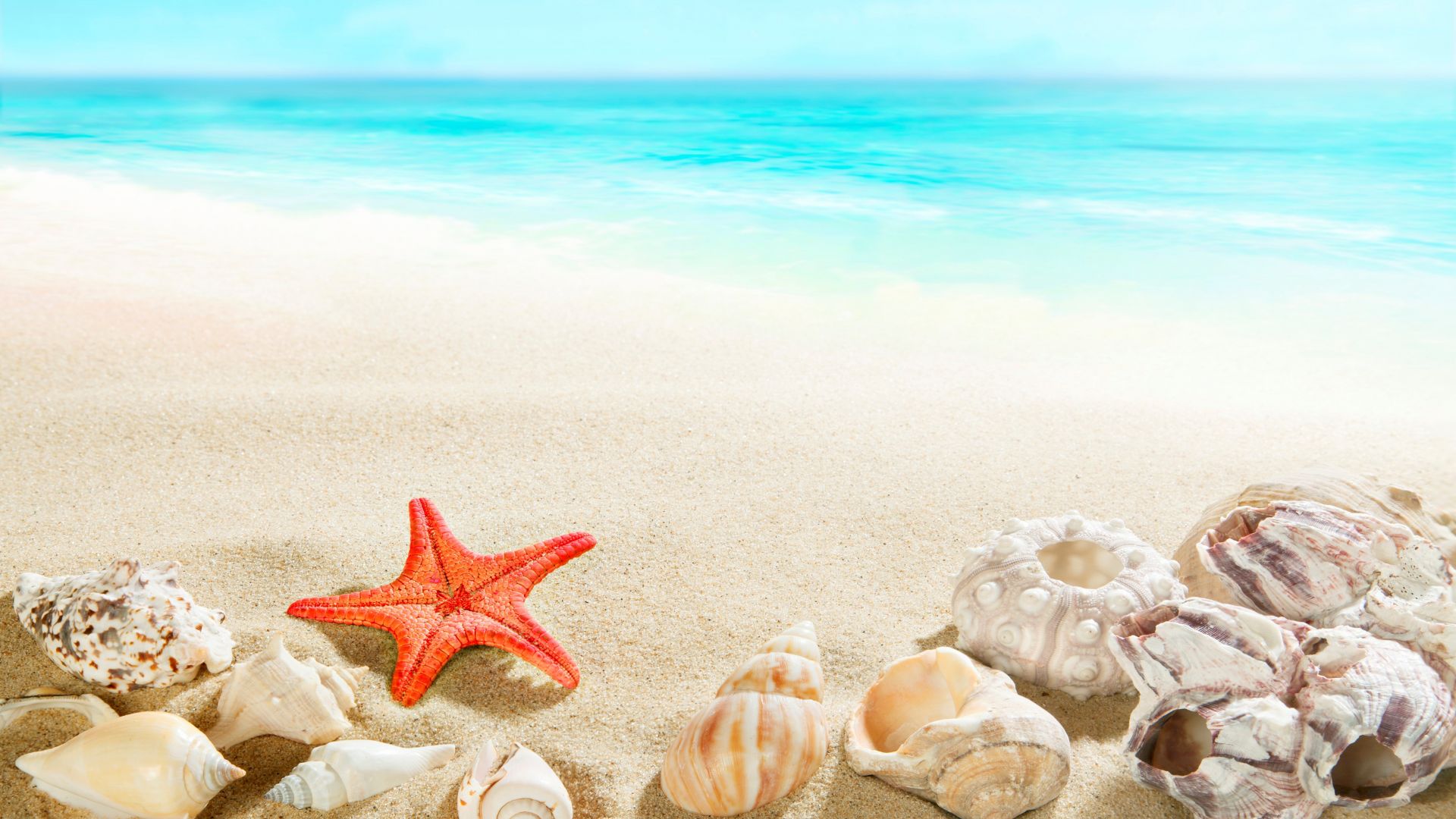 Wallpaper Horizon, beach, sand, shell, starfish, 4k