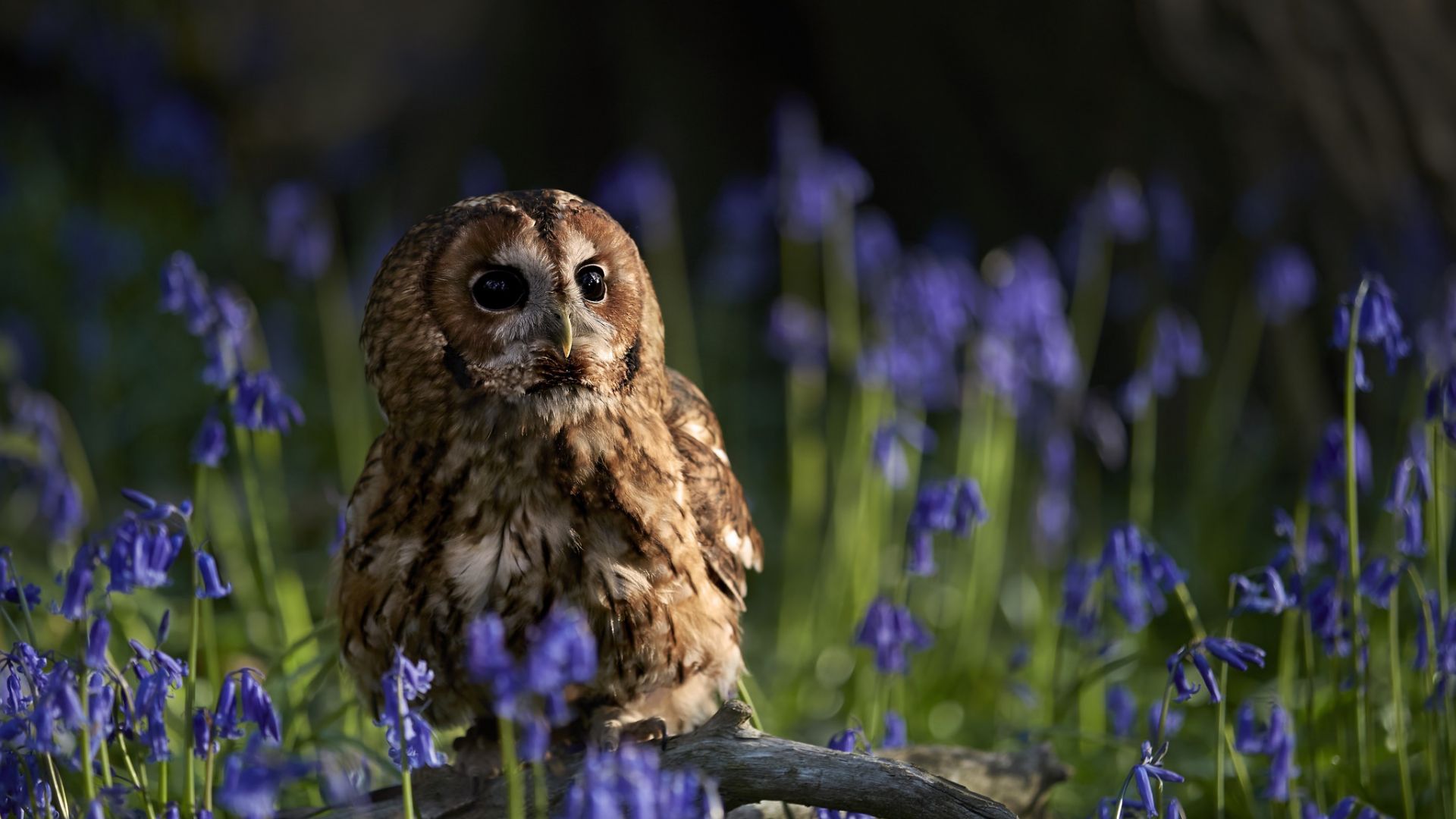 Wallpaper Cute owl, bird, flowers, plants