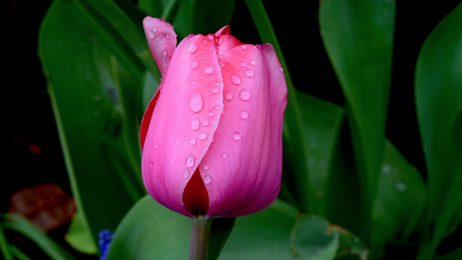 Wallpaper Pink tulip, flower bud, close up, drops