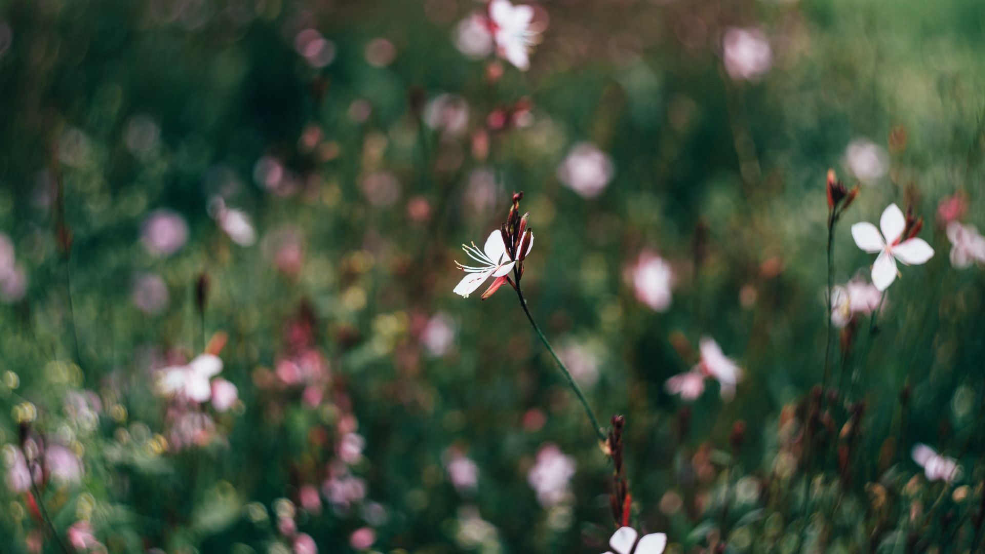 Wallpaper Flowers field, flowers, blurred