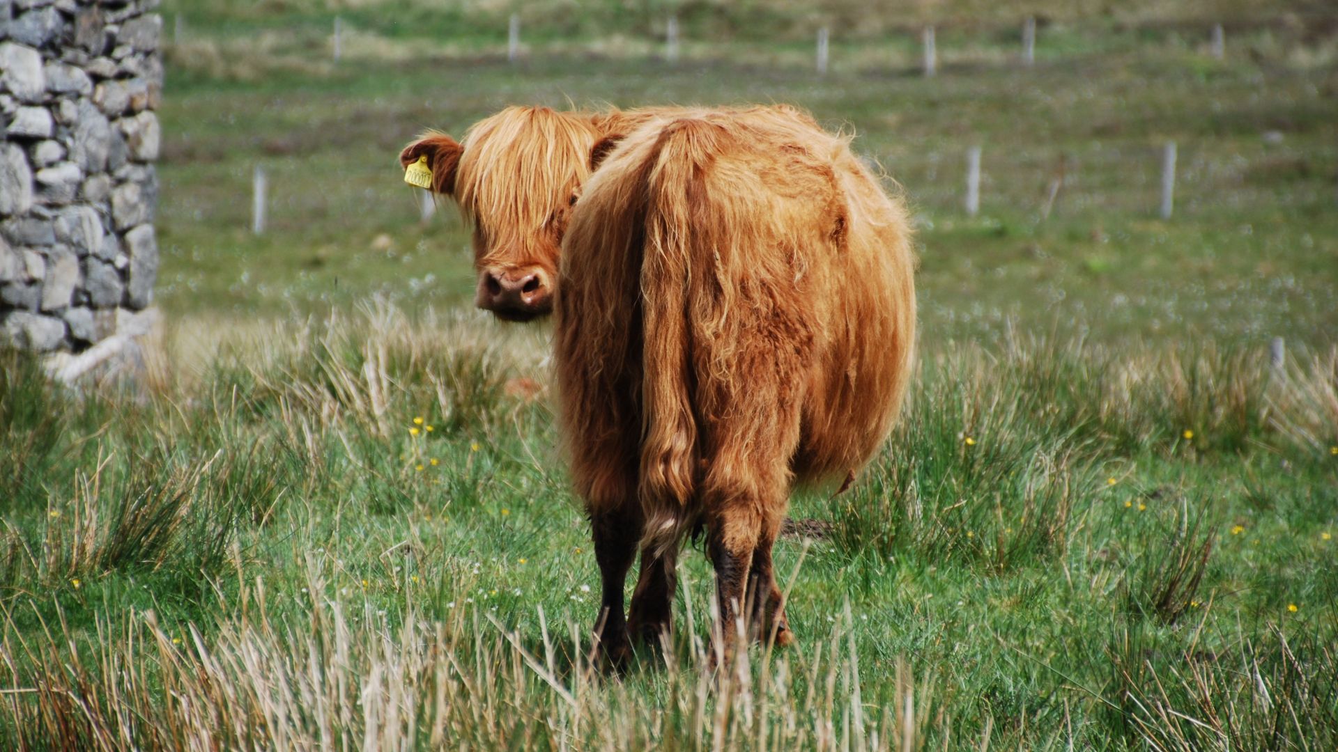 Wallpaper Furry cow, meadow, animal