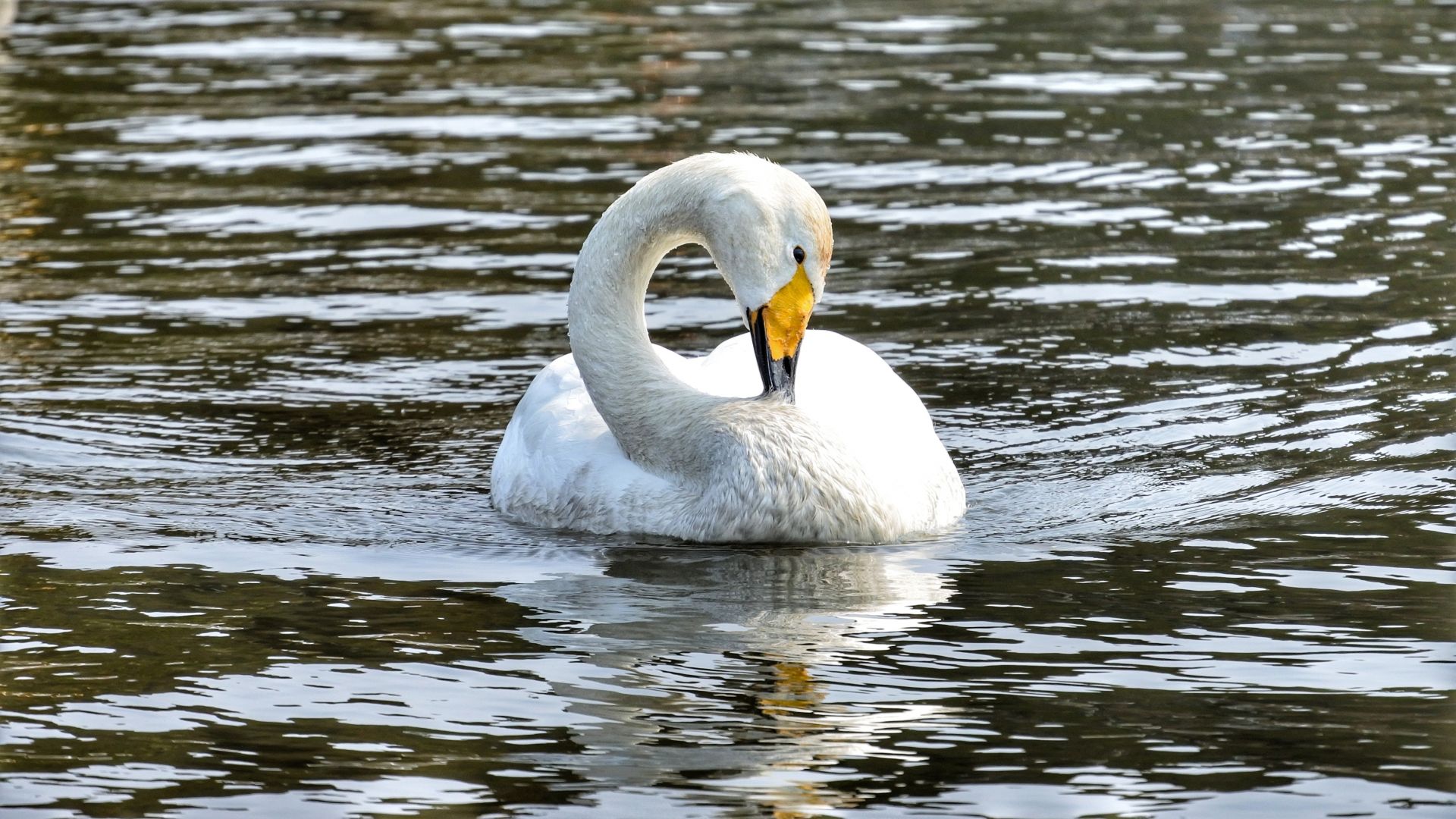 Wallpaper White swan, swim, water bird