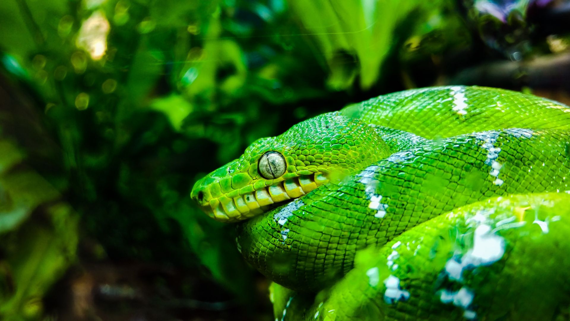 Wallpaper Green python, snake, reptile