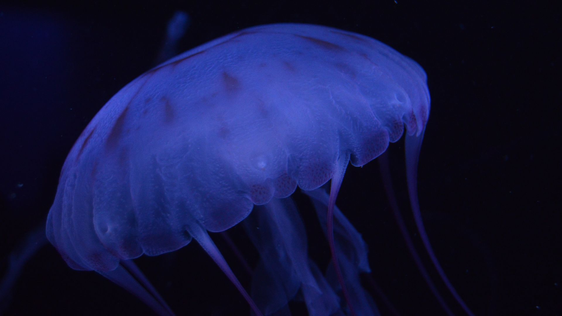 Wallpaper Blue jellyfish, underwater, dark