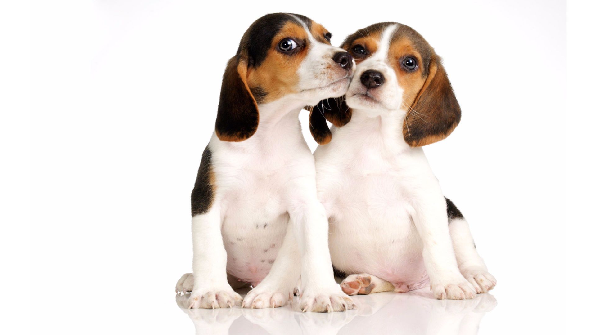 Wallpaper Beagle, dog, puppies, play