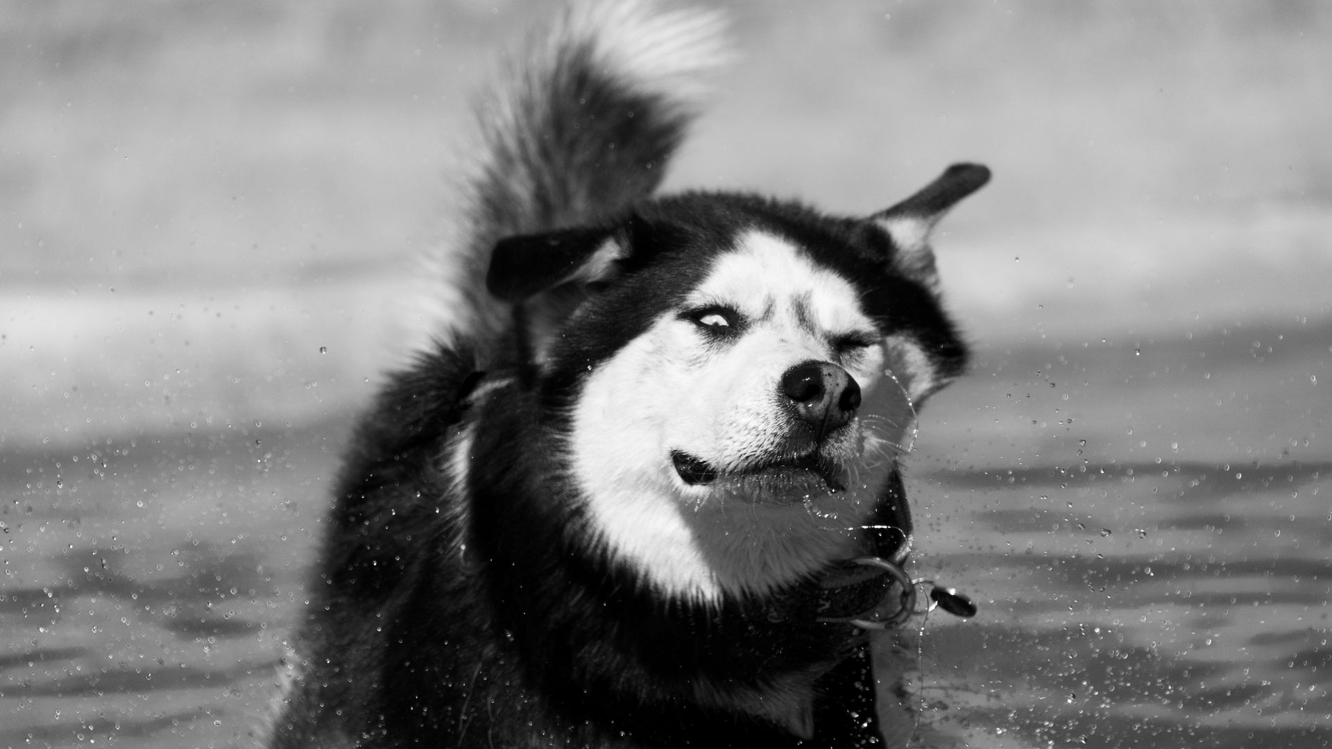 Wallpaper Siberian husky dog splashing