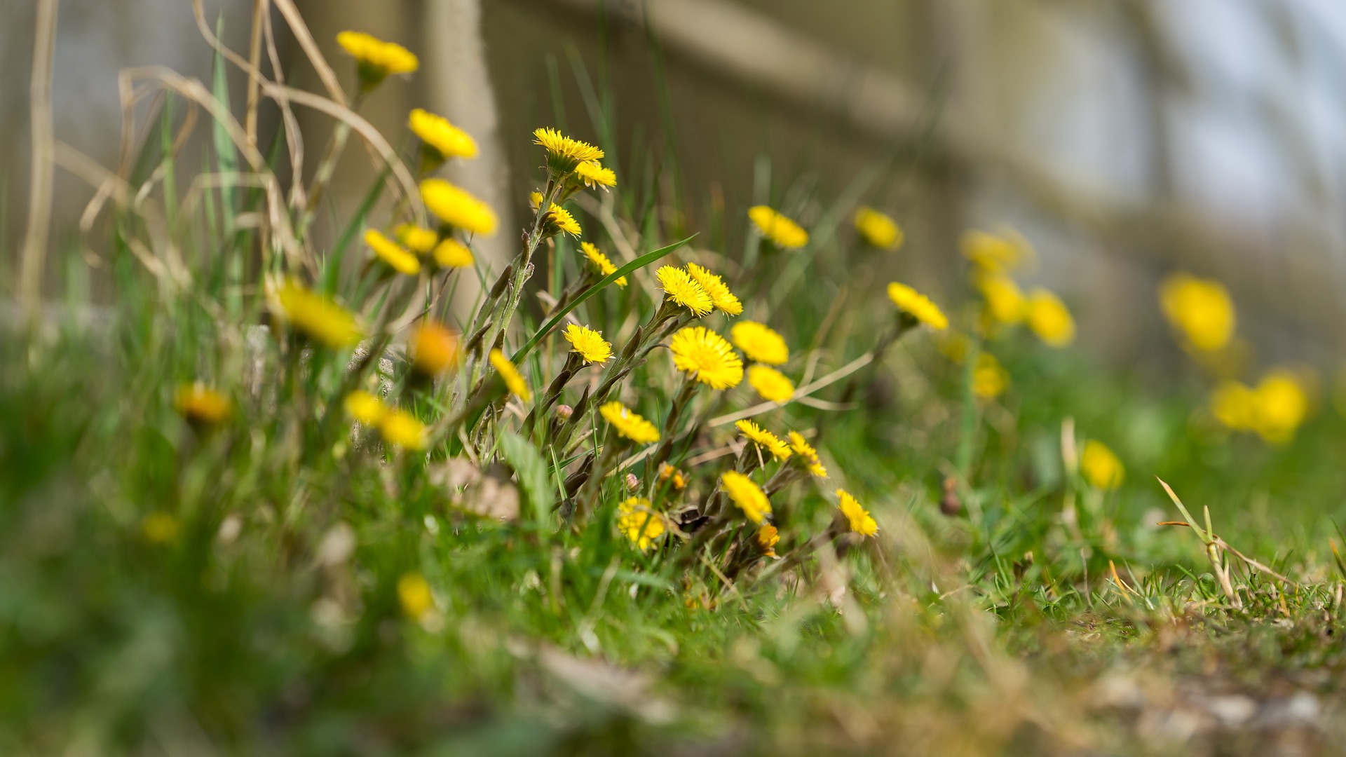Wallpaper Meadow, yellow, wild flowers, plants, blur