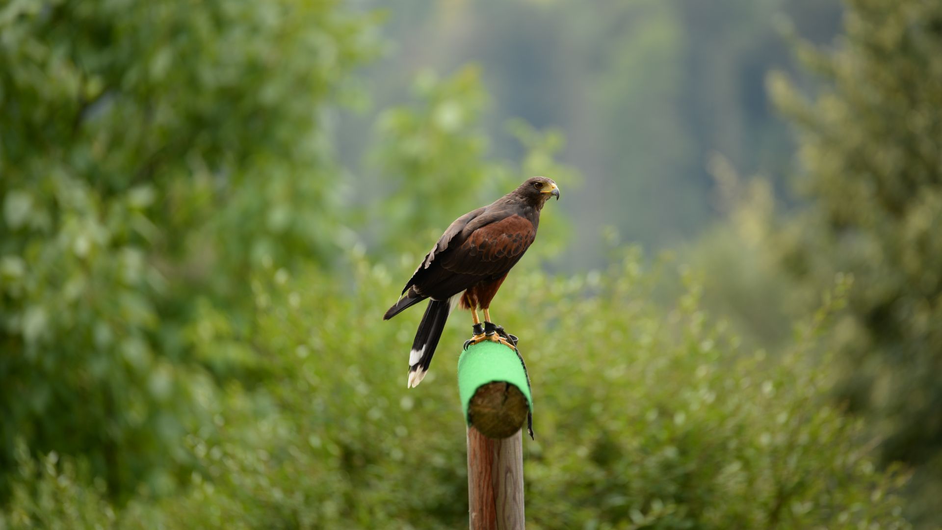 Wallpaper Eagle, bird, sitting, predator