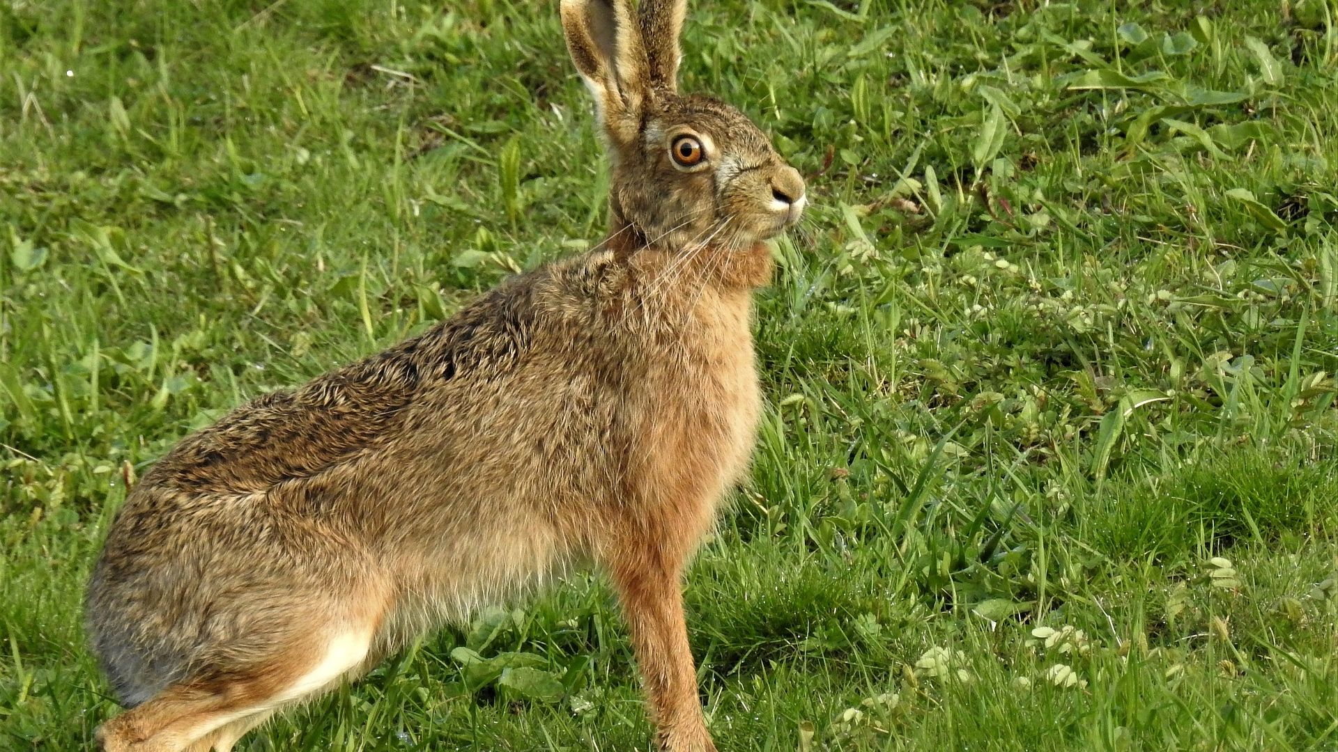 Wallpaper Hare, rabbit, grass field, cute animals
