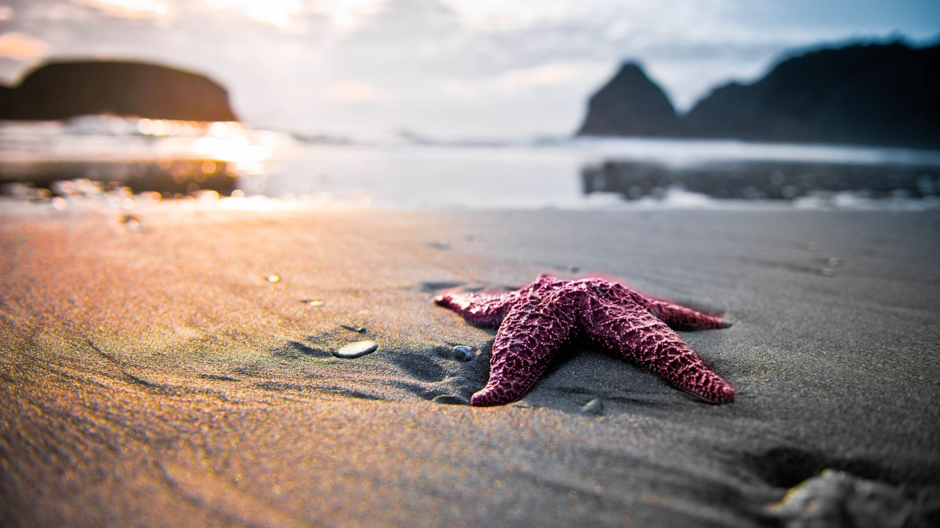 Wallpaper Star fish at beach blurred