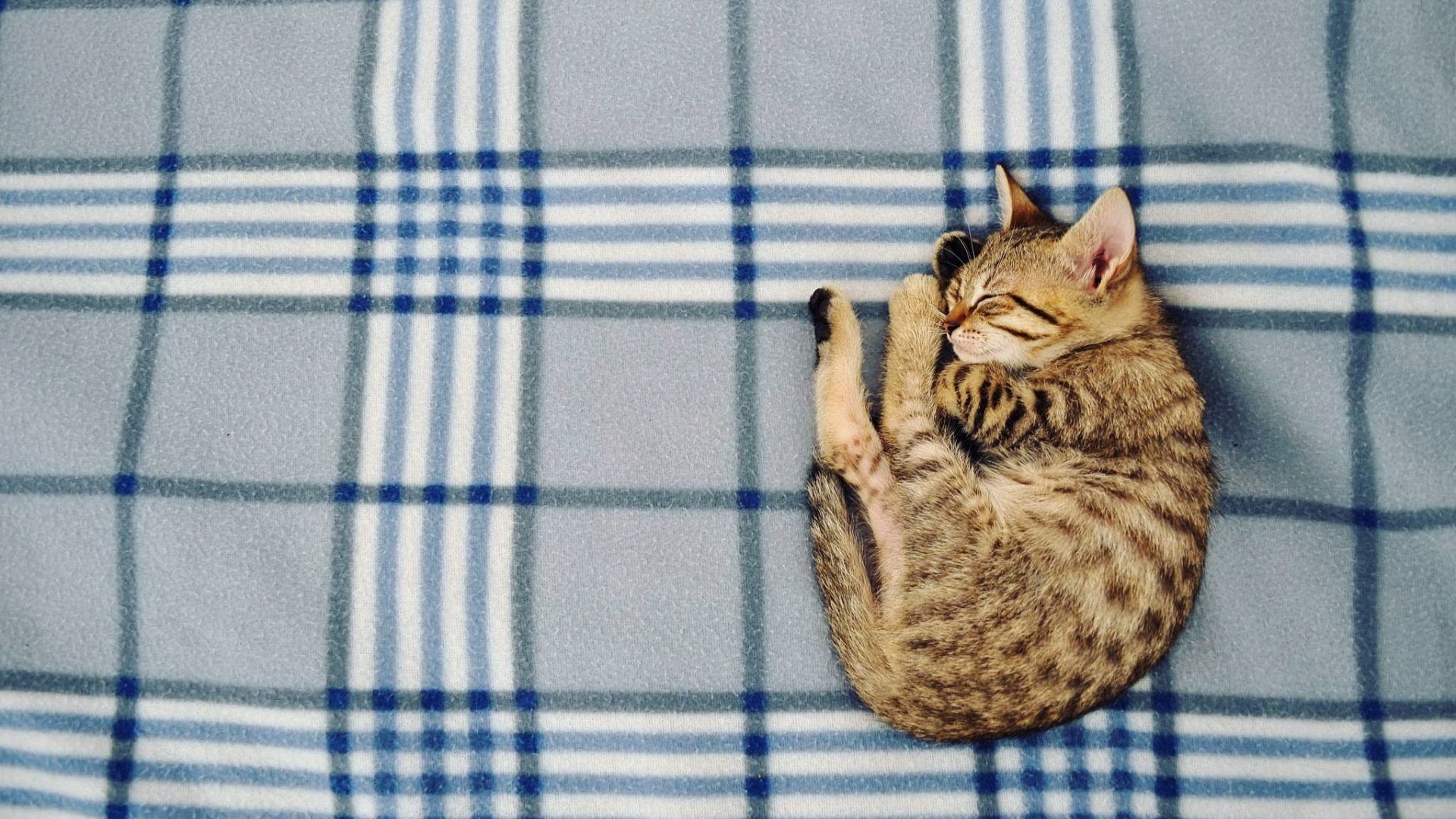 Wallpaper Cat, sleeping, bed