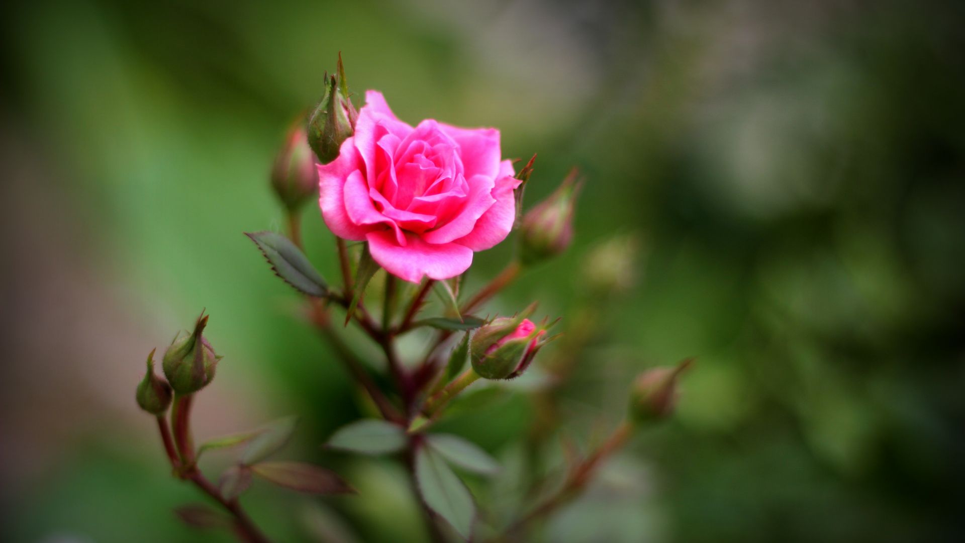 Wallpaper Rose, flower, plants, blur