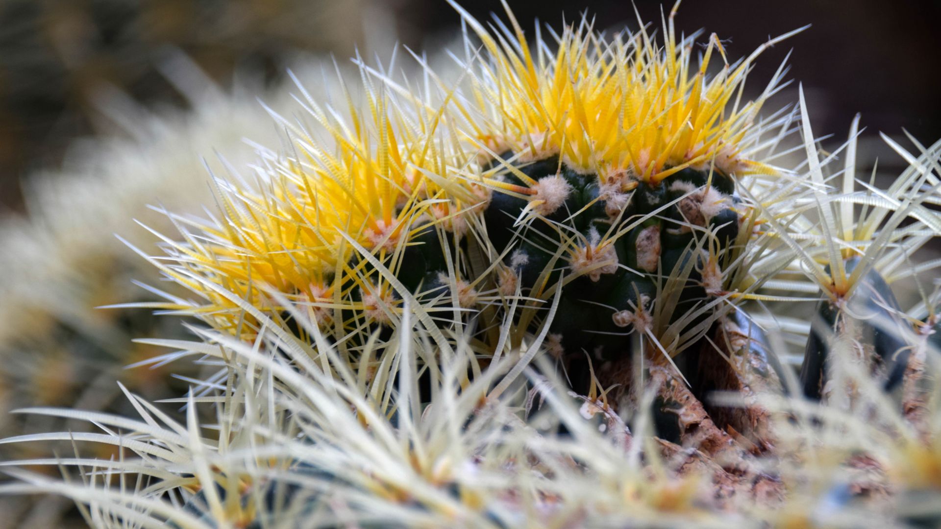 Wallpaper Cactus thorns flowers closeup