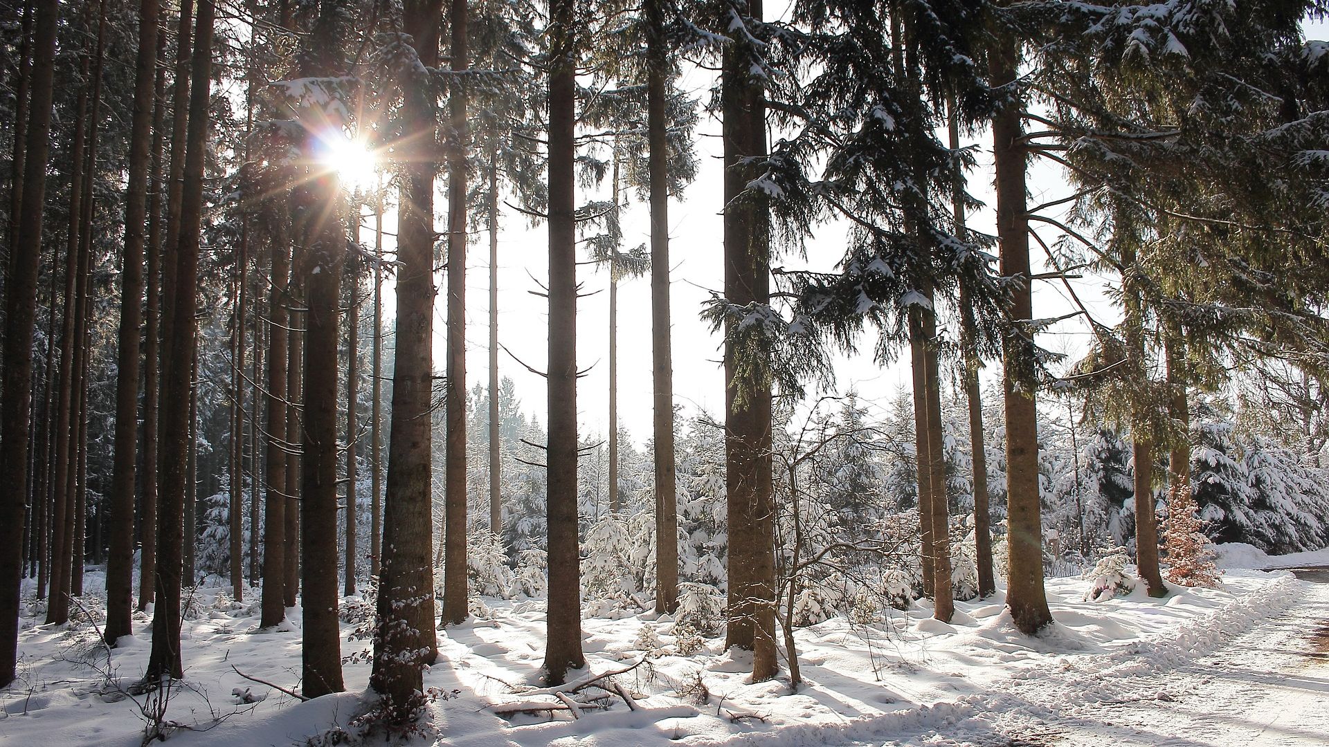 Wallpaper Winter, sunlight, forest, tree