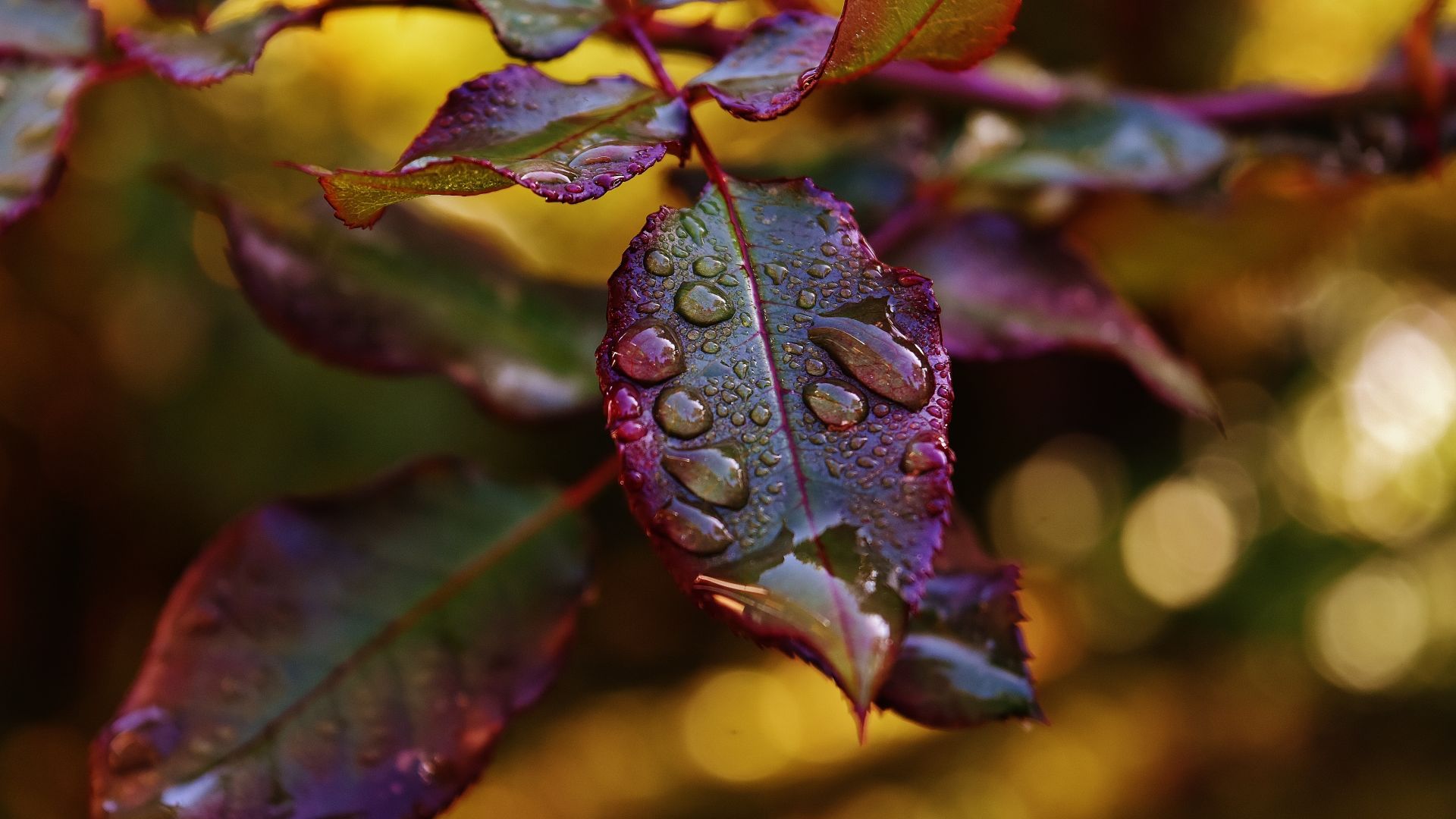Wallpaper Dew drops on beautiful Leaves, close up