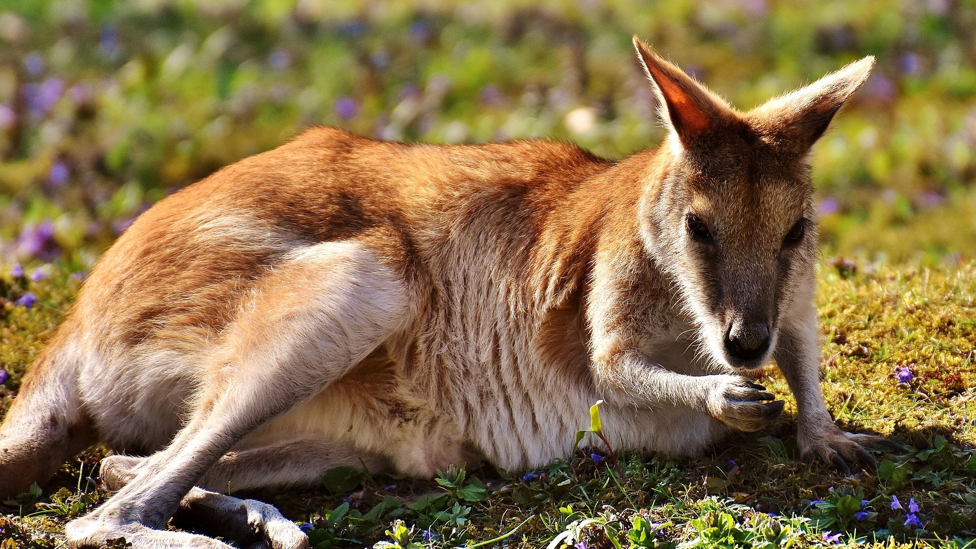 Wallpaper Kangaroo, grass field, wild animal, eating