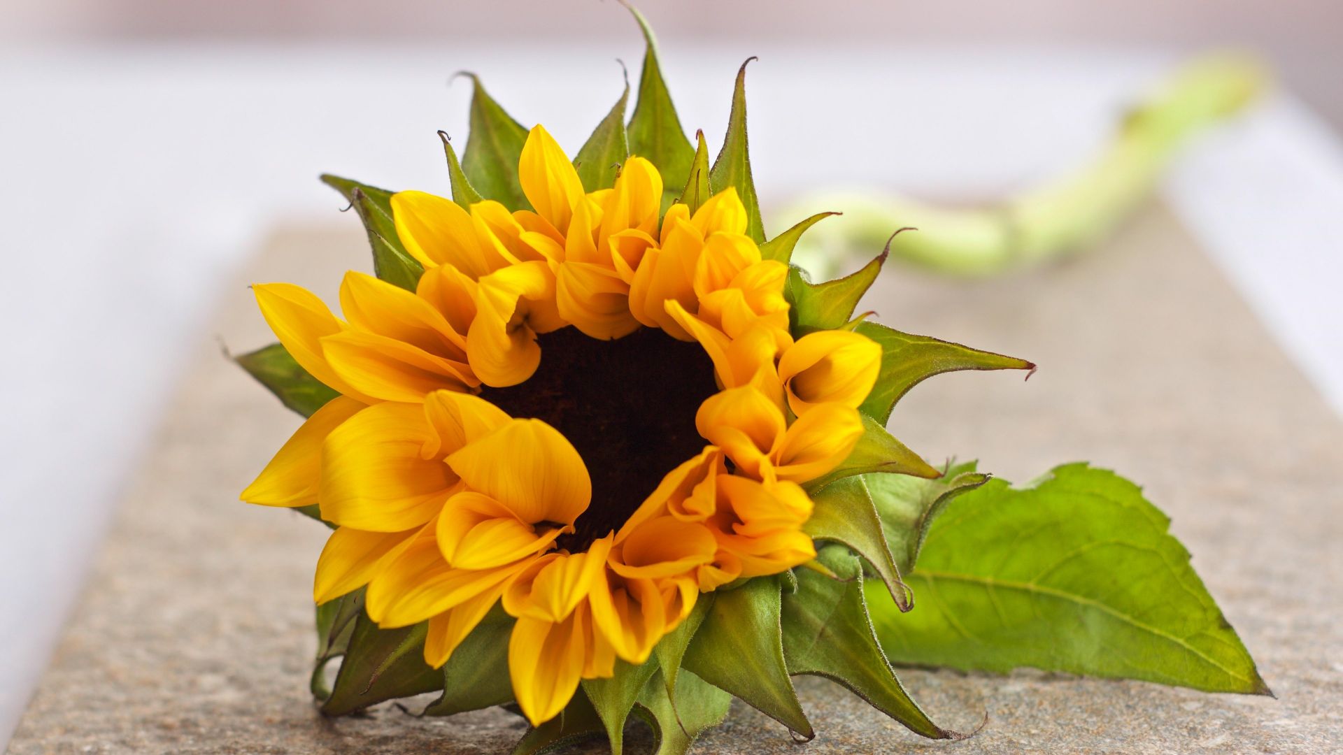 Wallpaper Beautiful Sunflower 