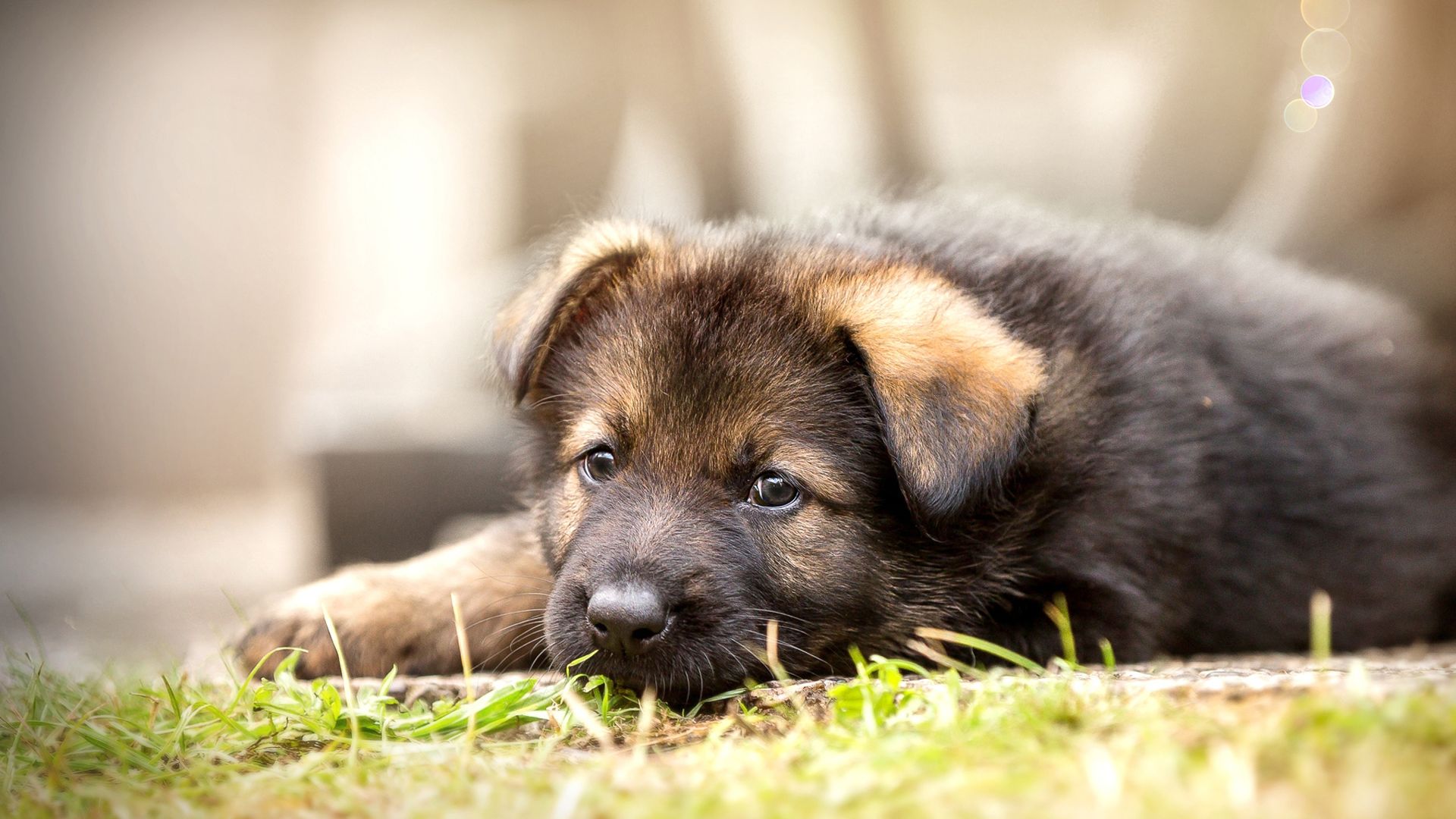 Wallpaper Cute German Shepherd, puppy, rest