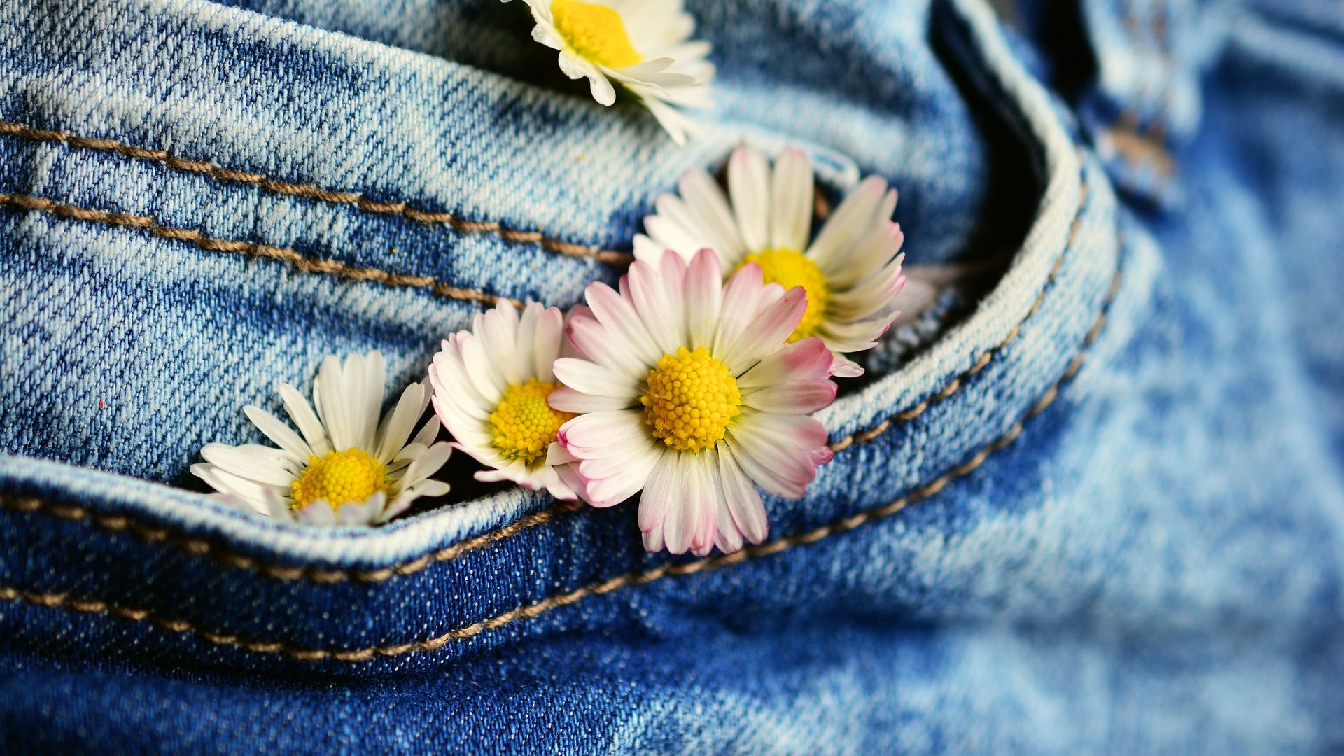 Wallpaper Pocket, daisy, jeans, flowers