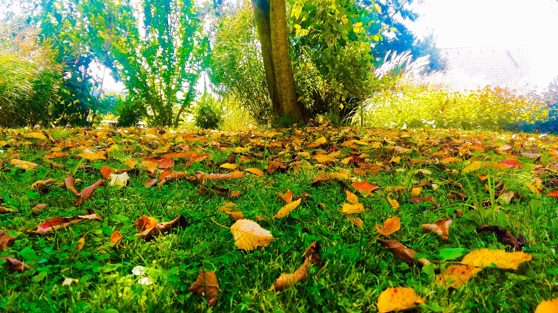 Wallpaper Autumn, leaves, fall, grass field