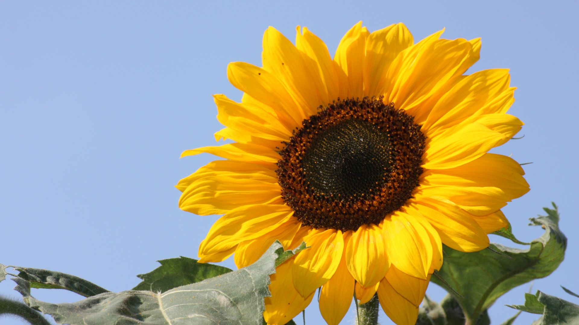 Wallpaper Sunflower, flower, nature