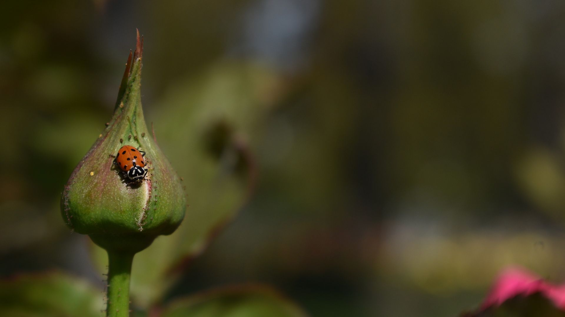 Wallpaper Ladybug on flower bud, blur