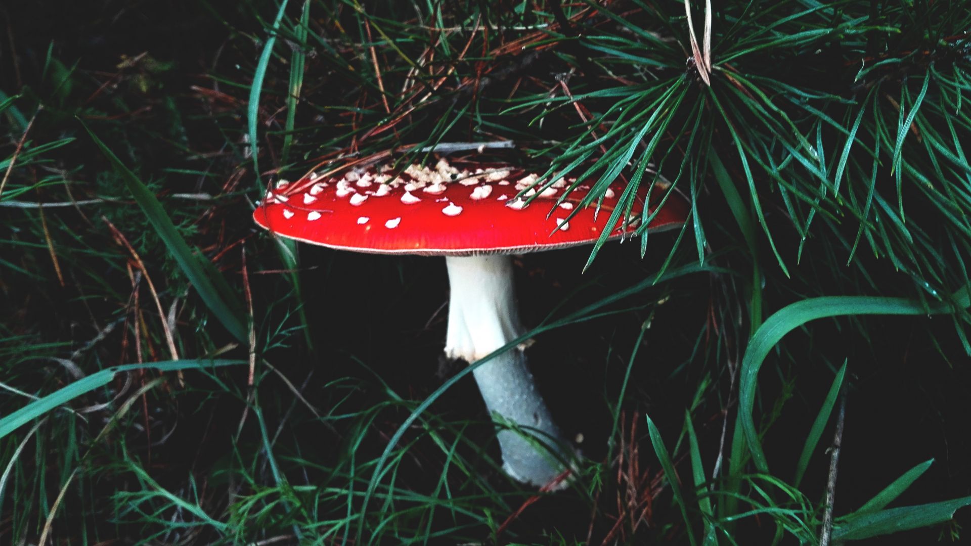 Wallpaper Red mushroom