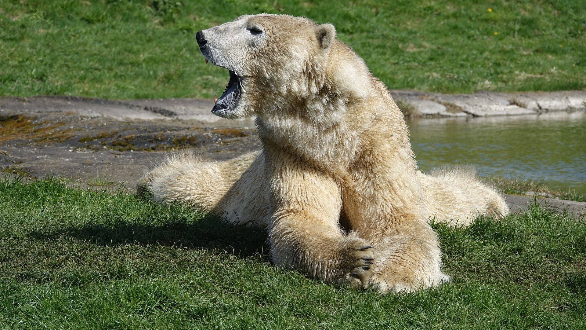 Wallpaper Polar bear, open mouth, sitting