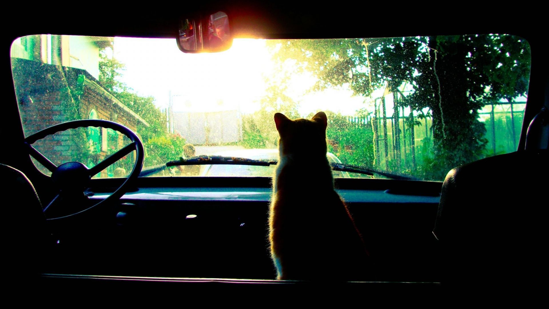 Wallpaper Cat in car