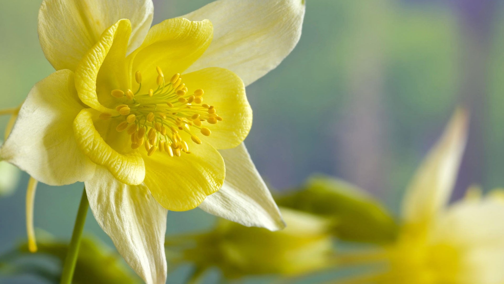 Wallpaper Daffodil, Narcissus flowers
