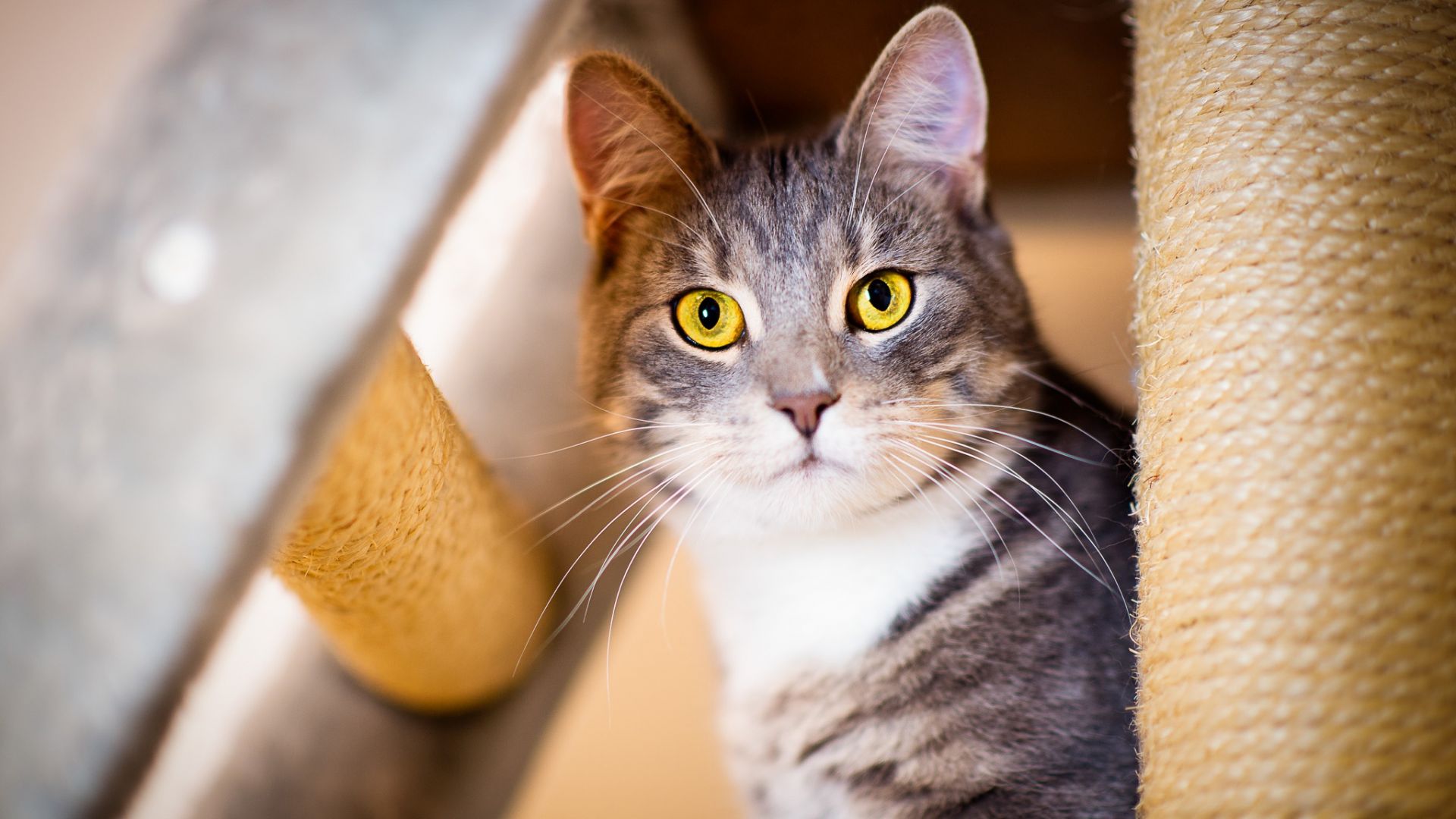 Wallpaper Curious cat, yellow eyes, fur