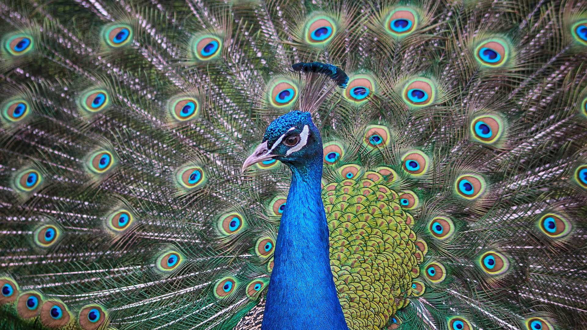 Wallpaper Peacock bird, dance, colorful bird, feathers