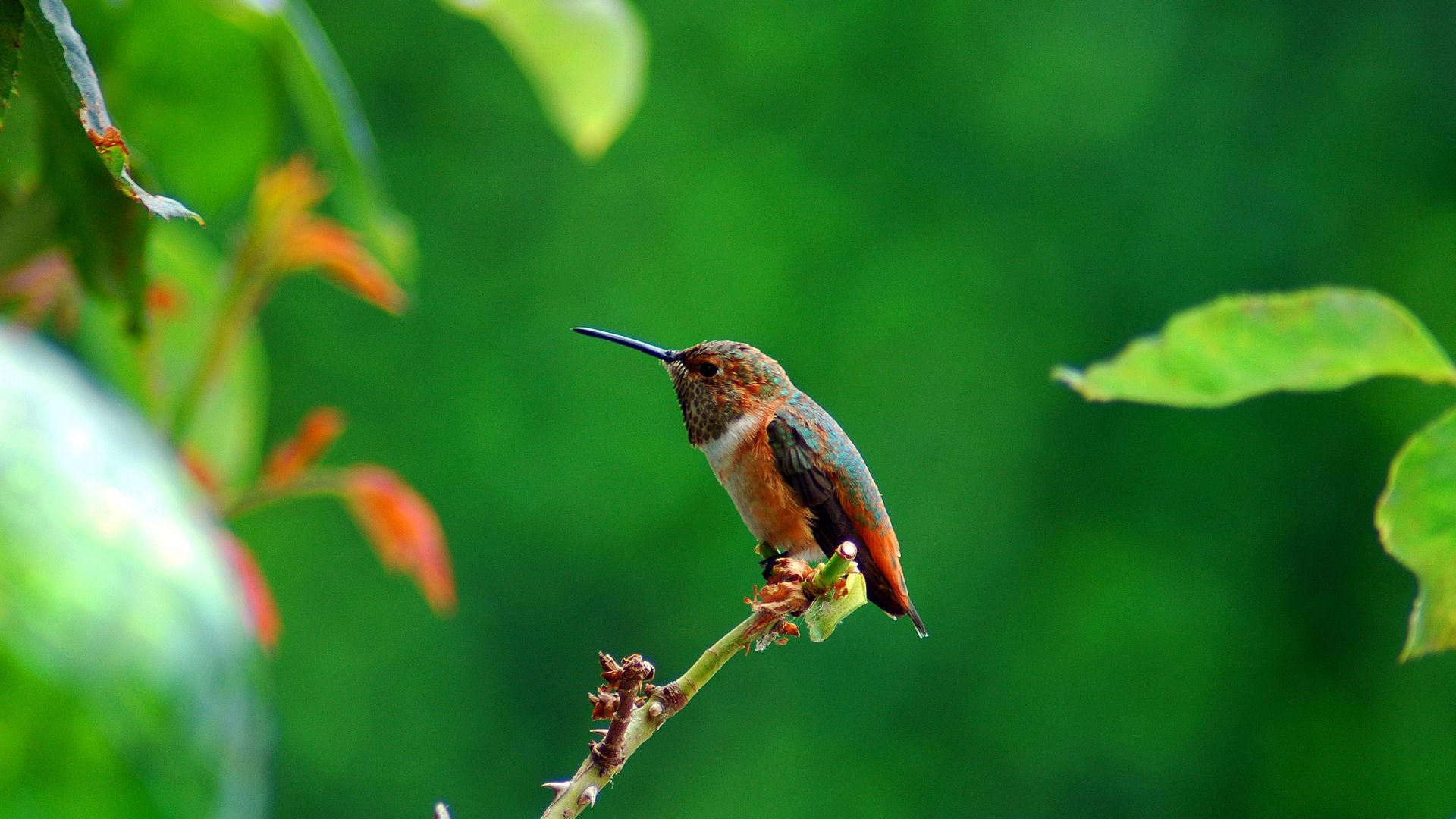 Wallpaper Cute, small hummingbird, sitting