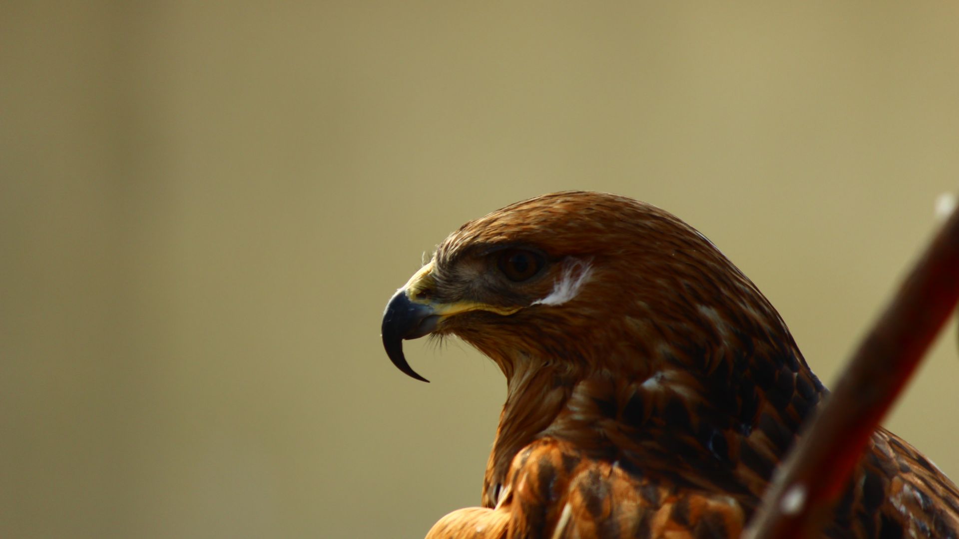 Wallpaper Hawk bird, muzzle, predator