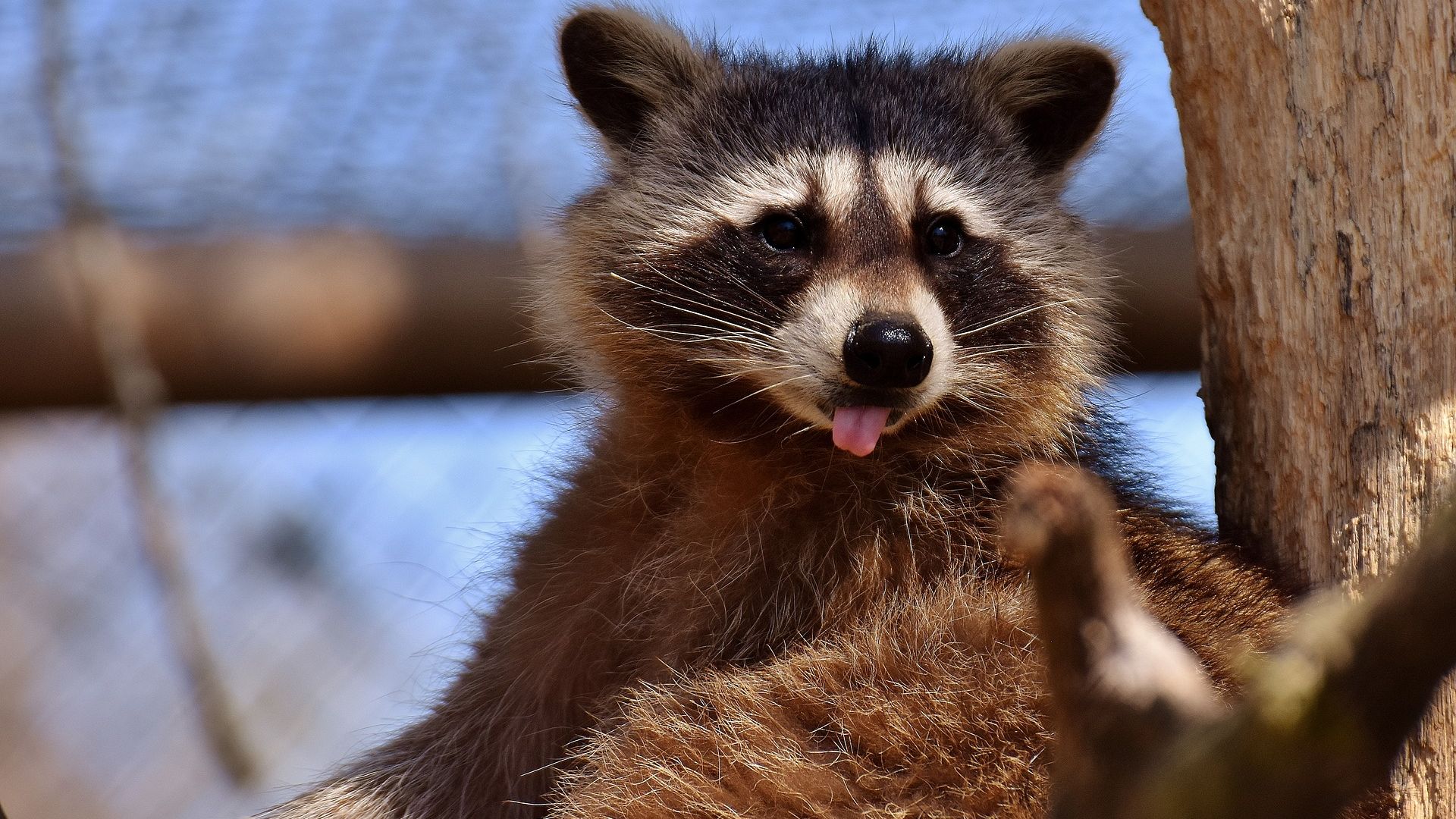 Wallpaper Raccoon, wild animal, zoo