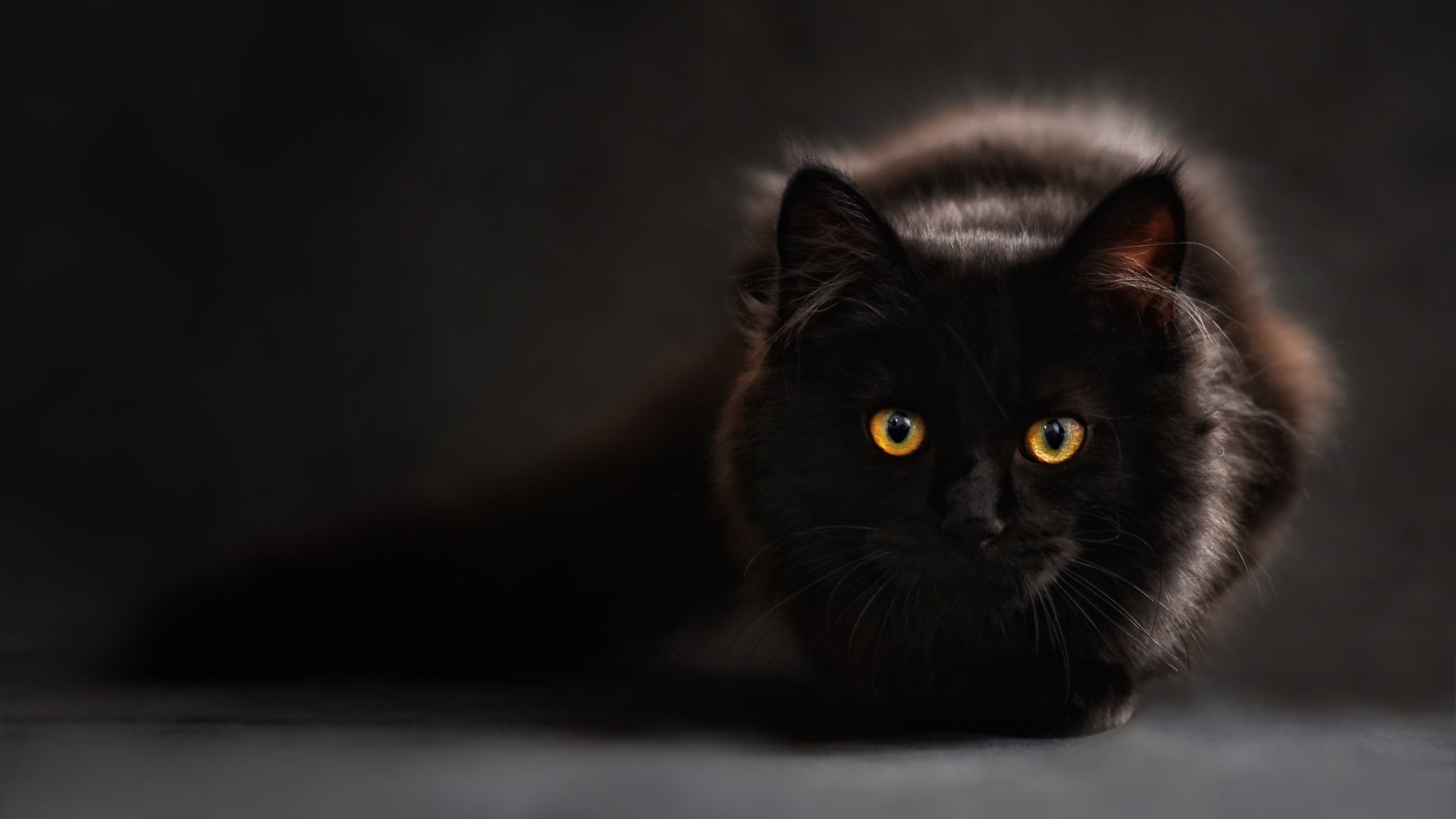 Wallpaper Black furry cat sitting