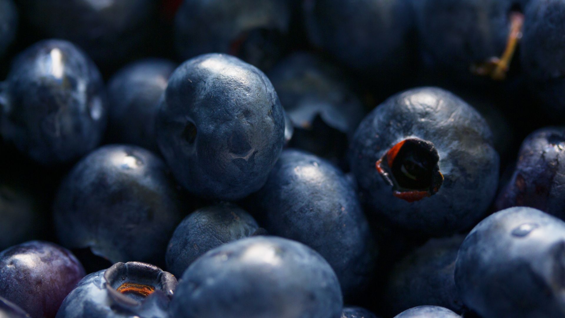 Wallpaper Blueberries close up