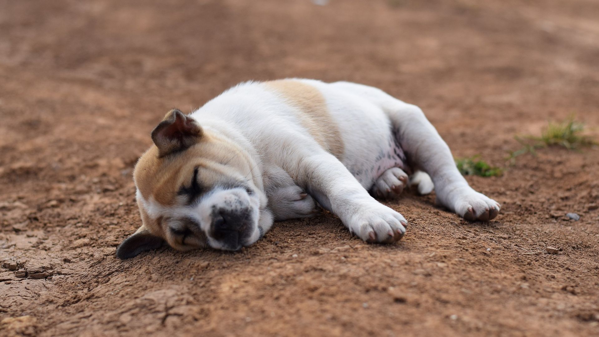Wallpaper Dog, pet animal, sleep, relaxed, rest
