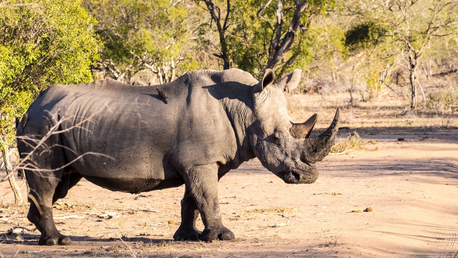 Wallpaper Rhino animal, wildlife