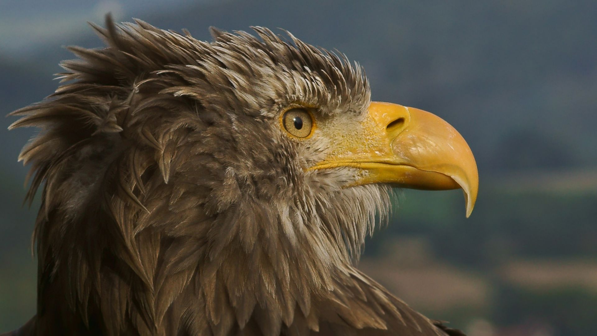 Wallpaper Eagle, feathers, yellow beak, close up