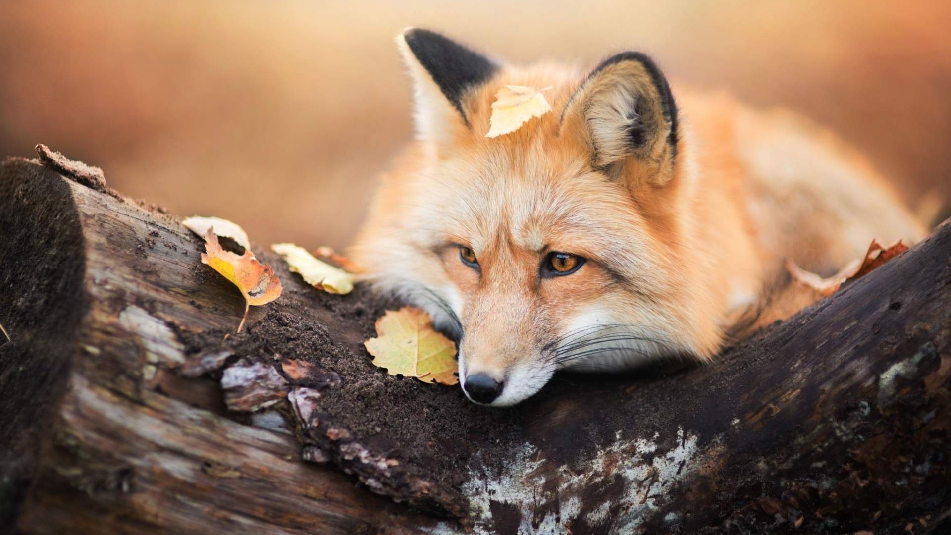 500 Red Fox Pictures  Download Free Images on Unsplash