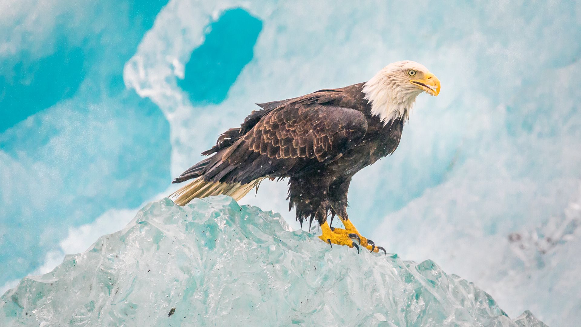 Wallpaper Eagle, iceberg of Alaska