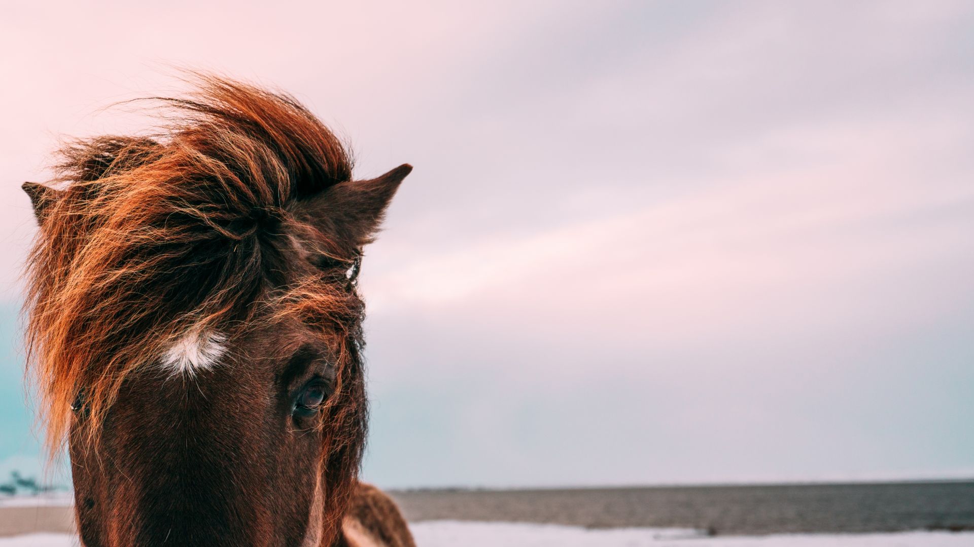 Wallpaper Horse muzzle, brown animal, beach