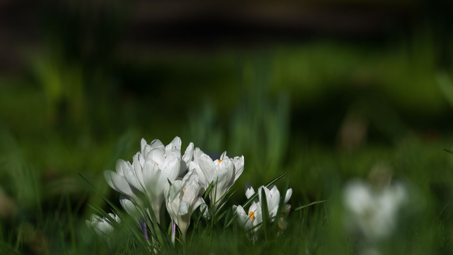 Wallpaper Crocus, white flowers, grass, blur