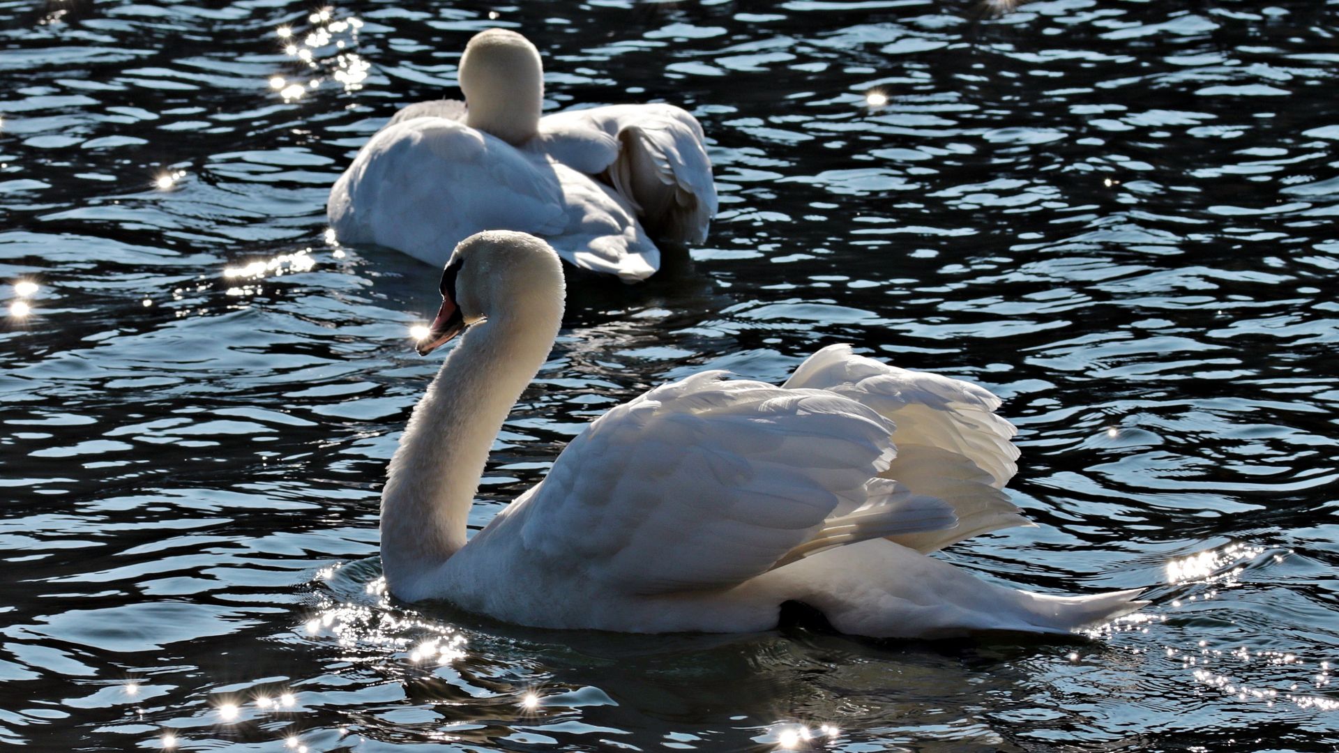 Wallpaper Swans birds, lake