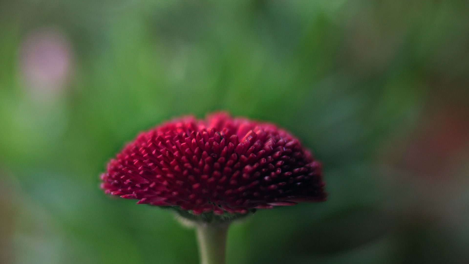 Wallpaper Daisy flower, close up, blur