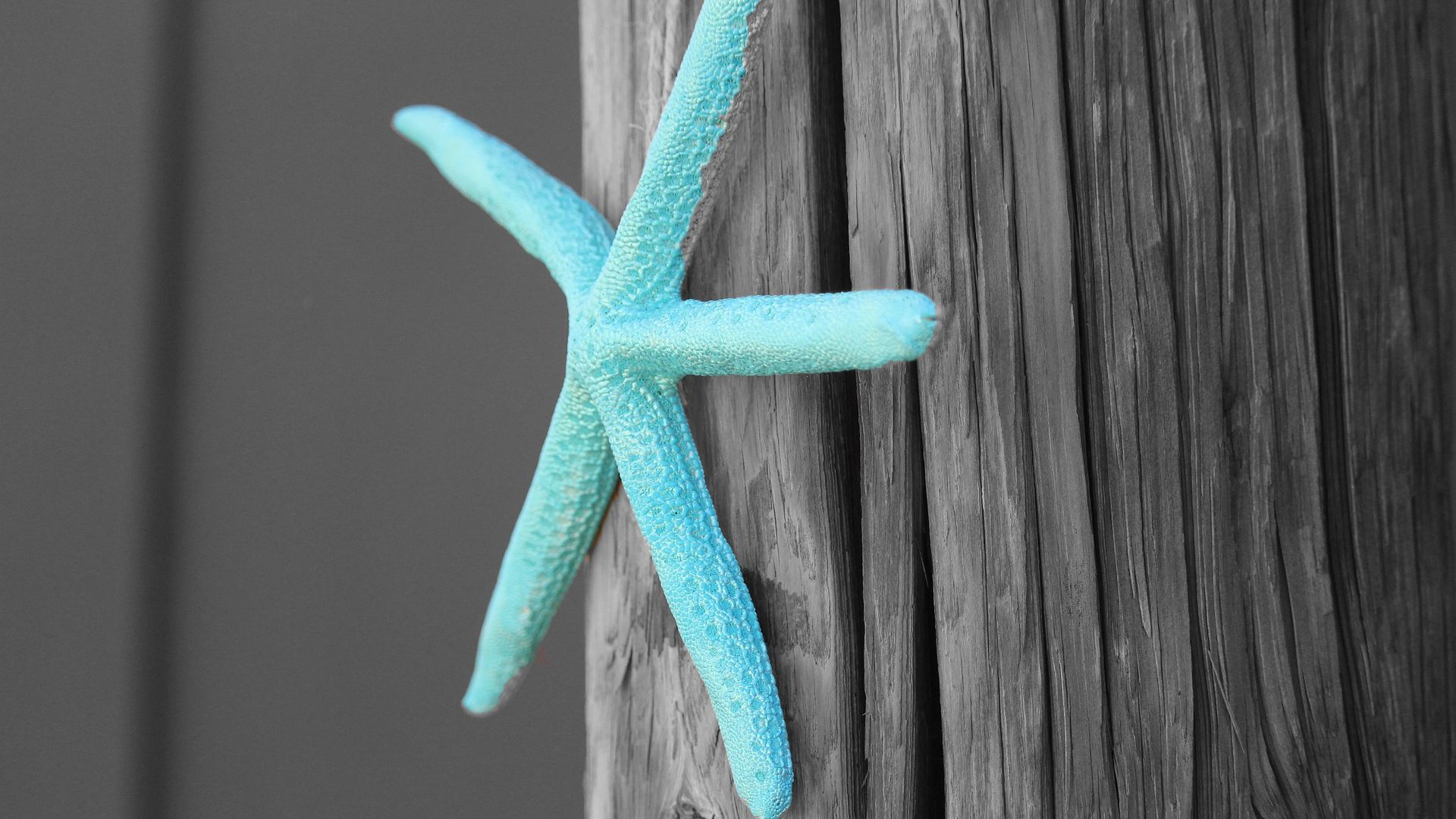 Wallpaper Blue Starfish, fish, close up