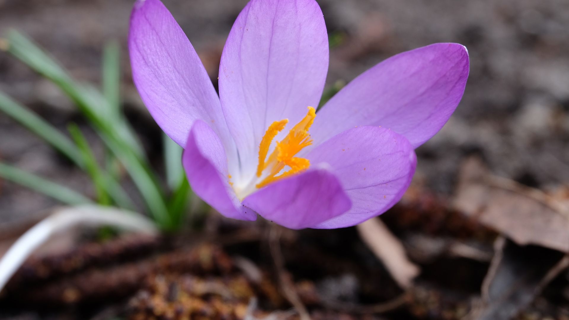 Wallpaper Spring, purple flower, leaves